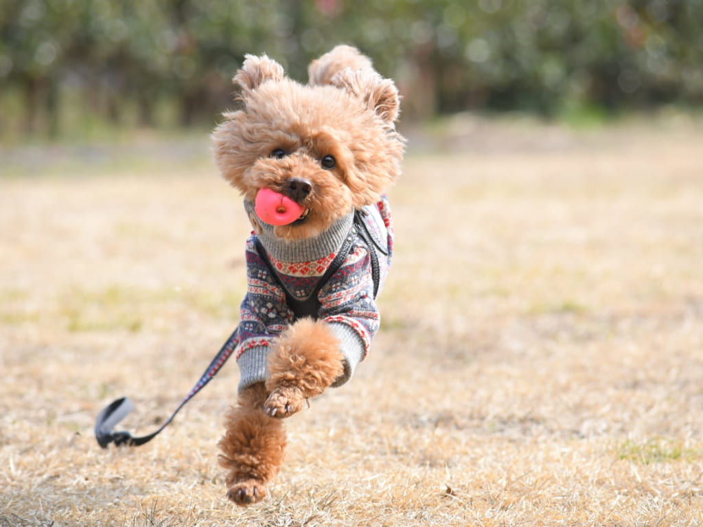 おもちゃで遊ぶ犬のイメージ