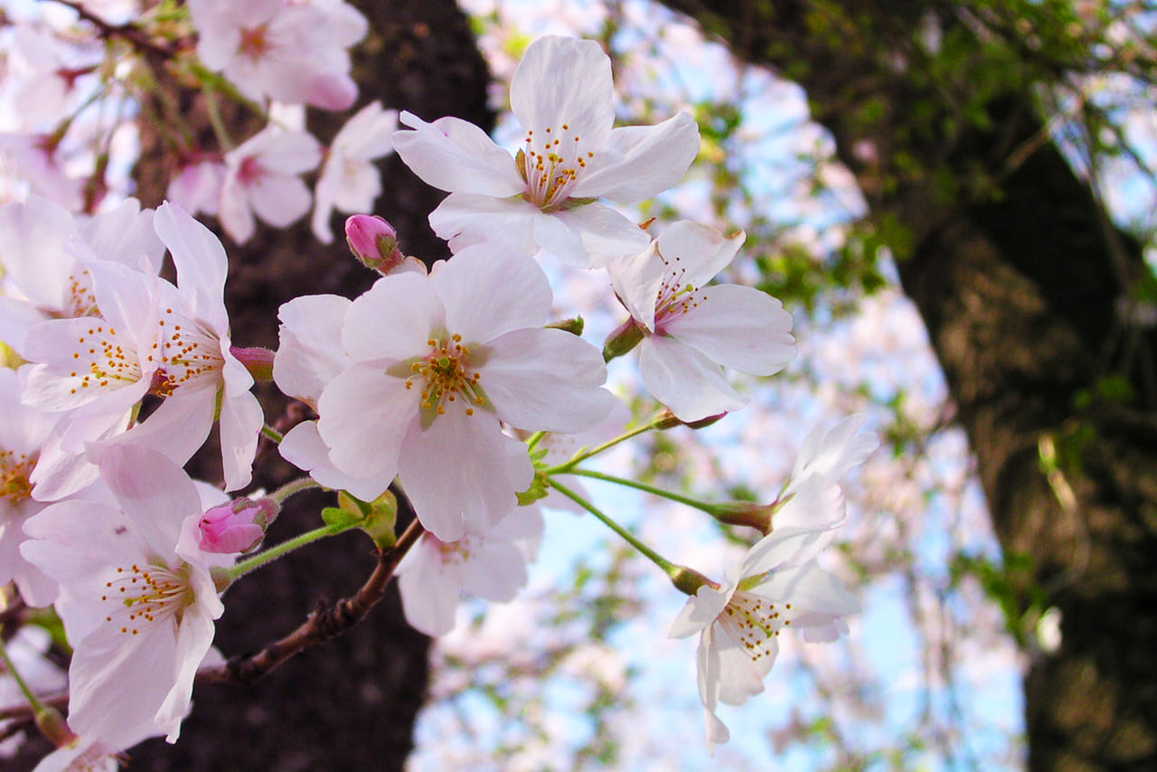 桜のイメージ写真