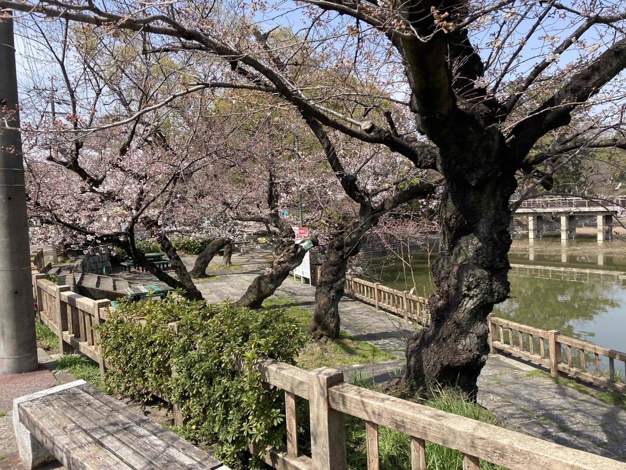 名古屋市昭和区 鶴舞公園22年3月25日時点の桜の開花状況をお知らせ 花まつり開催しています 号外net 名古屋市昭和区 瑞穂区